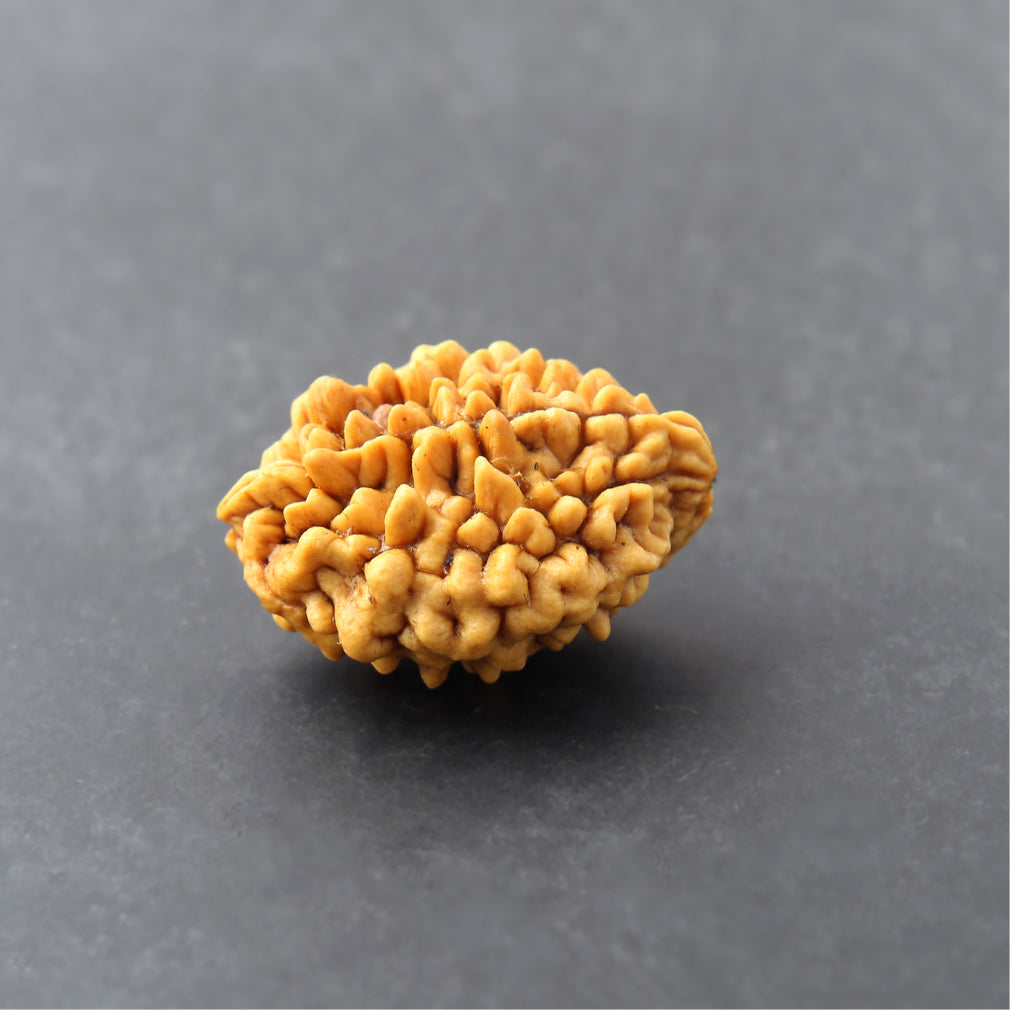 Siddh 2 Mukhi Rudraksha